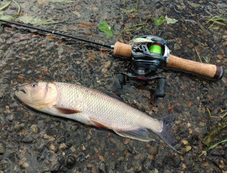 夏の風物詩「ハス」